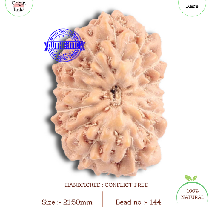 15 Mukhi Indonesian Rudraksha - Bead No. 144