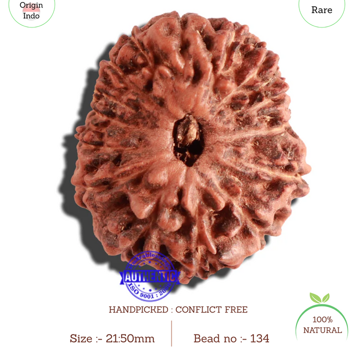 15 Mukhi Indonesian Rudraksha - Bead No. 134
