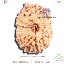 Load image into Gallery viewer, 15 Mukhi Indonesian Rudraksha - Bead No. 292
