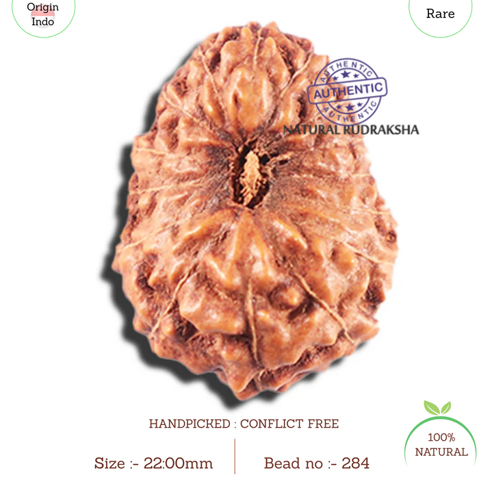 15 Mukhi Indonesian Rudraksha - Bead No.284
