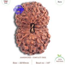 Load image into Gallery viewer, 15 Mukhi Indonesian Rudraksha - Bead No. 147
