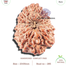 Load image into Gallery viewer, 15 Mukhi Indonesian Rudraksha - Bead No. 285
