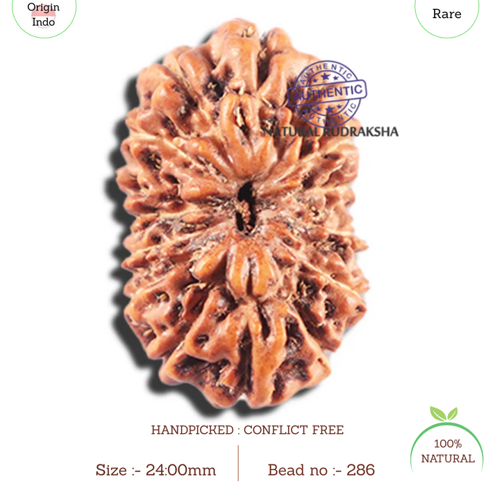 15 Mukhi Indonesian Rudraksha - Bead No. 286