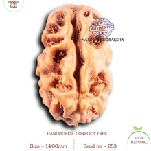 Load image into Gallery viewer, 2 Mukhi Rudraksha from Indonesia - Bead No. 253
