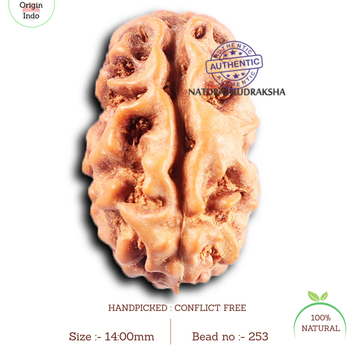 2 Mukhi Rudraksha from Indonesia - Bead No. 253