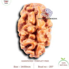 Load image into Gallery viewer, 2 Mukhi Rudraksha from Indonesia - Bead No. 257
