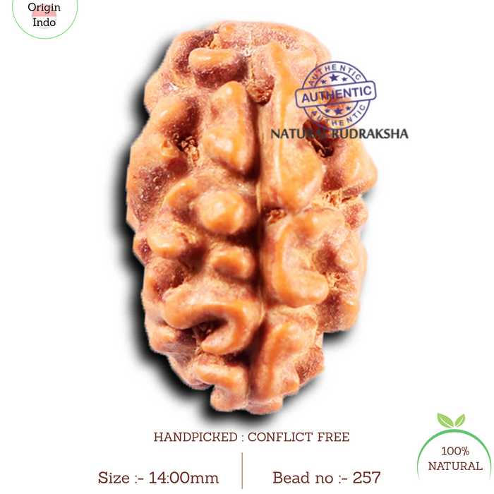 2 Mukhi Rudraksha from Indonesia - Bead No. 257