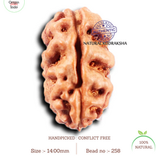 Load image into Gallery viewer, 2 Mukhi Rudraksha from Indonesia - Bead No. 258
