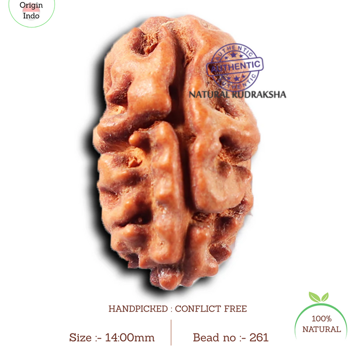 2 Mukhi Rudraksha from Indonesia - Bead No. 261
