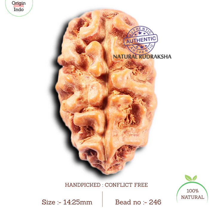 2 Mukhi Rudraksha from Indonesia - Bead No. 246