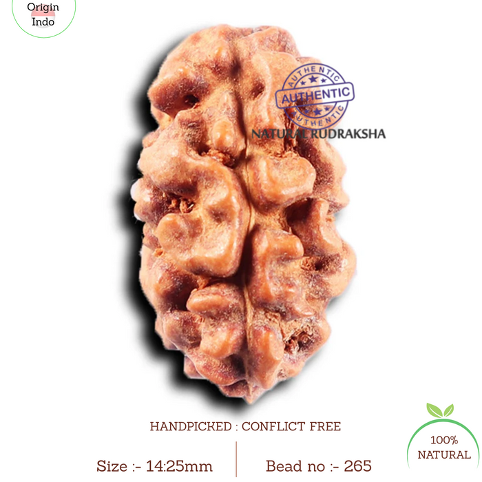 2 Mukhi Rudraksha from Indonesia - Bead No. 265