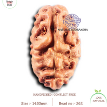 Load image into Gallery viewer, 2 Mukhi Rudraksha from Indonesia - Bead No. 262
