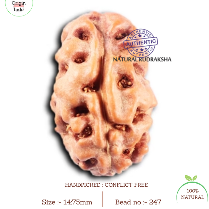 2 Mukhi Rudraksha from Indonesia - Bead No. 247