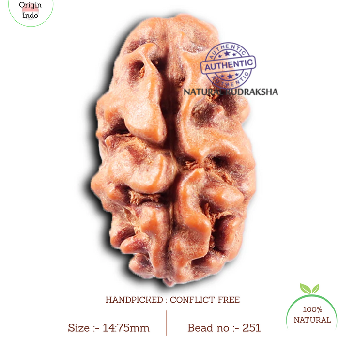 2 Mukhi Rudraksha from Indonesia - Bead No. 251