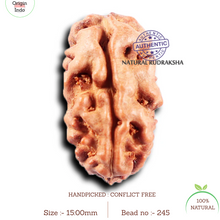 Load image into Gallery viewer, 2 Mukhi Rudraksha from Indonesia - Bead No. 245
