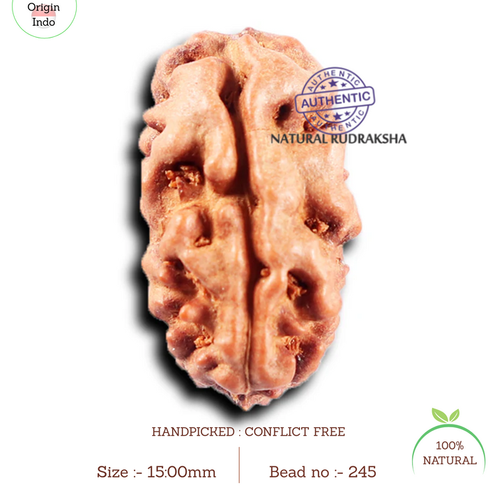 2 Mukhi Rudraksha from Indonesia - Bead No. 245