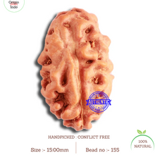 Load image into Gallery viewer, 2 Mukhi Rudraksha from Indonesia - Bead No. 155
