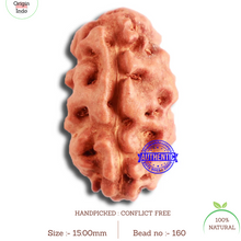 Load image into Gallery viewer, 2 Mukhi Rudraksha from Indonesia - Bead No. 160
