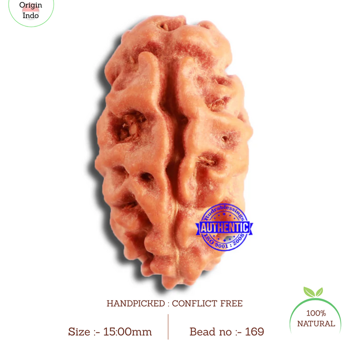 2 Mukhi Rudraksha from Indonesia - Bead No. 169