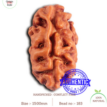 Load image into Gallery viewer, 2 Mukhi Rudraksha from Indonesia - Bead No. 183

