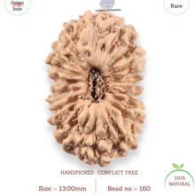 Load image into Gallery viewer, 19 Mukhi Indonesian Rudraksha - Bead 160
