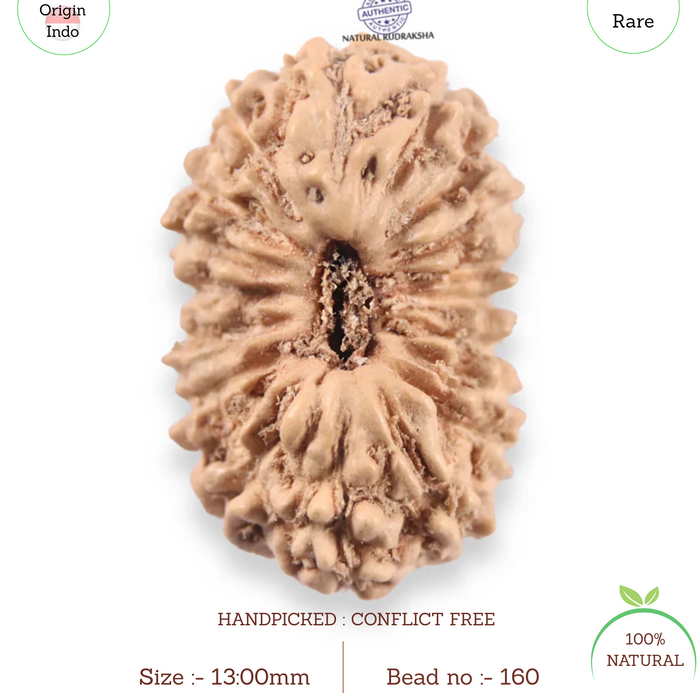 19 Mukhi Indonesian Rudraksha - Bead 160