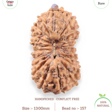 Load image into Gallery viewer, 19 Mukhi Indonesian Rudraksha - Bead 157
