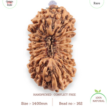 Load image into Gallery viewer, 19 Mukhi Indonesian Rudraksha - Bead 162
