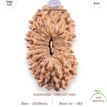 Load image into Gallery viewer, 19 Mukhi Indonesian Rudraksha - Bead 163
