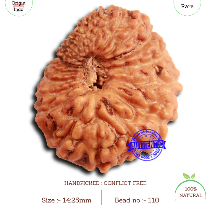 19 Mukhi Indonesian Rudraksha - Bead 110