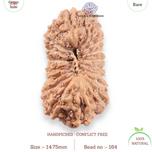 Load image into Gallery viewer, 19 Mukhi Indonesian Rudraksha - Bead 164
