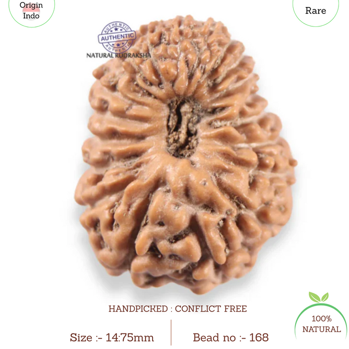 19 Mukhi Indonesian Rudraksha - Bead 168