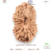 Load image into Gallery viewer, 19 Mukhi Indonesian Rudraksha - Bead 165
