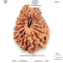 Load image into Gallery viewer, 19 Mukhi Indonesian Rudraksha - Bead 167
