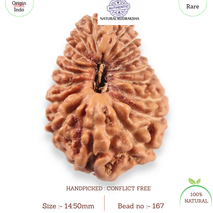19 Mukhi Indonesian Rudraksha - Bead 167