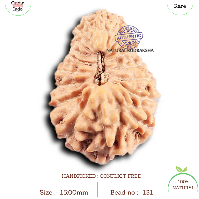 19 Mukhi Indonesian Rudraksha - Bead 131