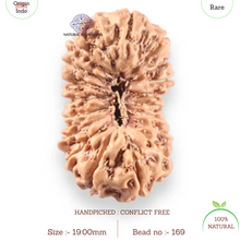 Load image into Gallery viewer, 19 Mukhi Indonesian Rudraksha - Bead 169

