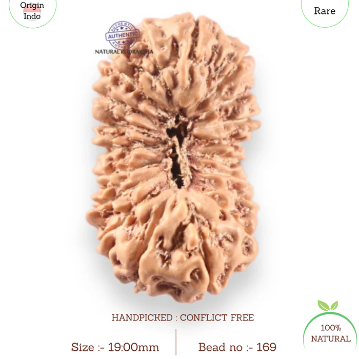 19 Mukhi Indonesian Rudraksha - Bead 169