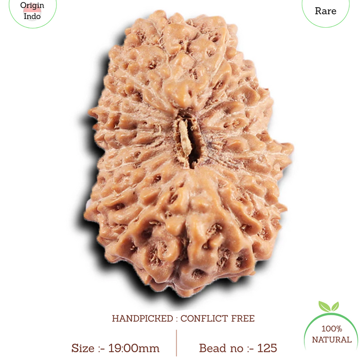 19 Mukhi Indonesian Rudraksha - Bead 125