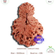 Load image into Gallery viewer, 19 Mukhi Indonesian Rudraksha - Bead 106
