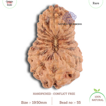 Load image into Gallery viewer, 19 Mukhi Indonesian Rudraksha - Bead 55
