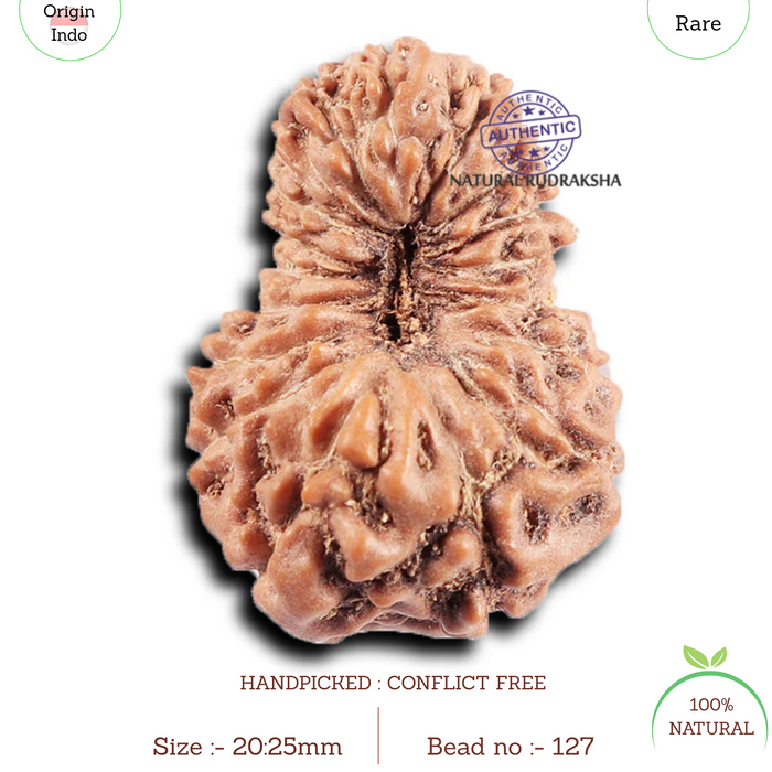 19 Mukhi Indonesian Rudraksha - Bead 127