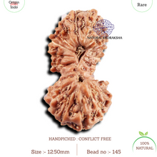 Load image into Gallery viewer, 19 Mukhi Indonesian Gaurishankar Rudraksha - Bead 145
