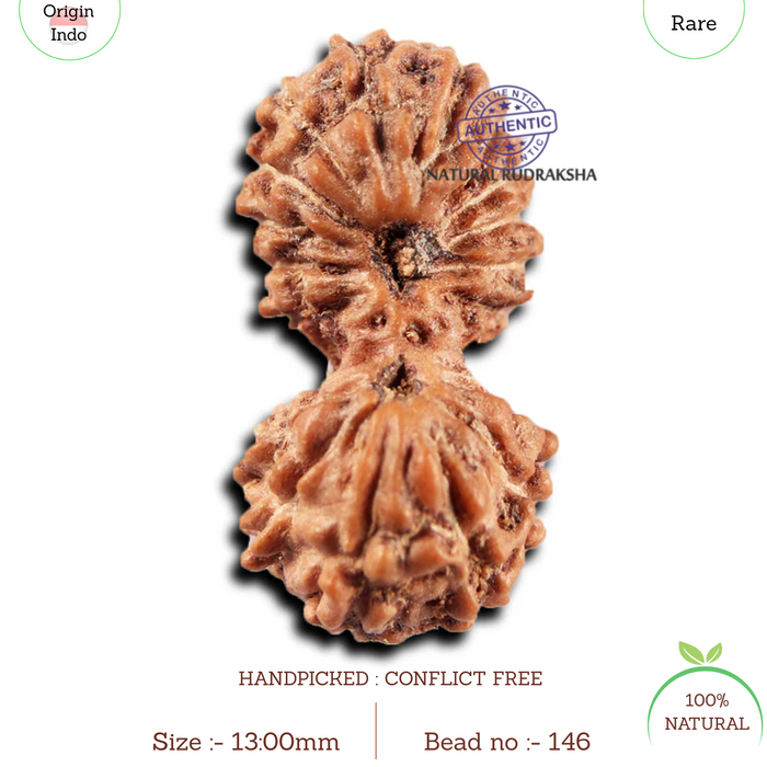 19 Mukhi Indonesian Gaurishankar Rudraksha - Bead 146