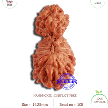 Load image into Gallery viewer, 19 Mukhi Indonesian Gaurishankar Rudraksha - Bead 109
