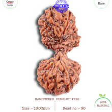 Load image into Gallery viewer, 19 Mukhi Indonesian Gaurishankar Rudraksha - Bead 90
