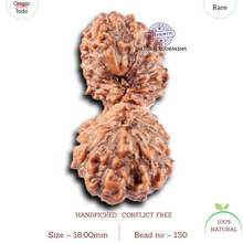 Load image into Gallery viewer, 19 Mukhi Indonesian Gaurishankar Rudraksha - Bead 150

