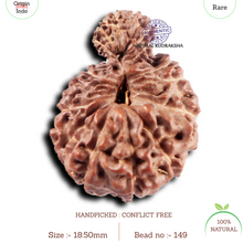 Load image into Gallery viewer, 19 Mukhi Indonesian Gaurishankar Rudraksha - Bead 149
