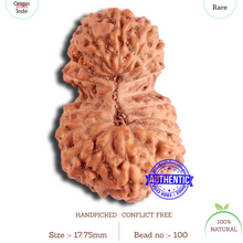 Load image into Gallery viewer, 19 Mukhi Indonesian Gaurishankar Rudraksha - Bead 100
