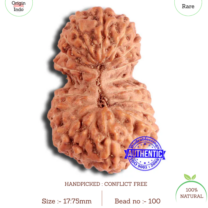 19 Mukhi Indonesian Gaurishankar Rudraksha - Bead 100